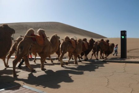 camels.jpg