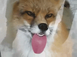 4CDeU.gif 4CDeU.gif