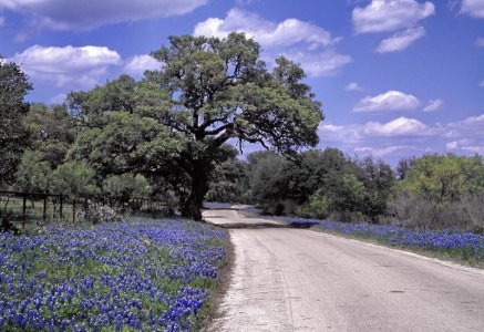 bluebonnet-road-david-and-carol-kelly.jpg