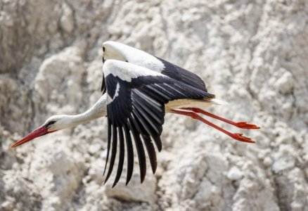 stork.jpg