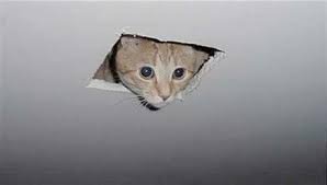 Unknown-2.jpeg