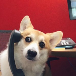 Sneakers the Corgi.jpeg