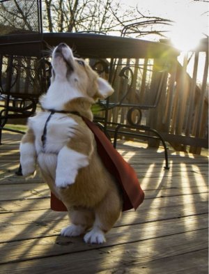 Irrefutable Proof That Corgis Are Actually Secretly Superheroes.jpeg