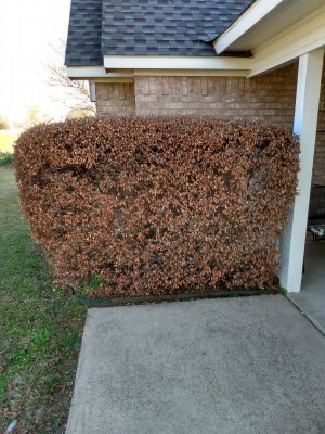 IMG_20210401_085557860_HDR.jpg IMG_20210401_085557860_HDR.jpg