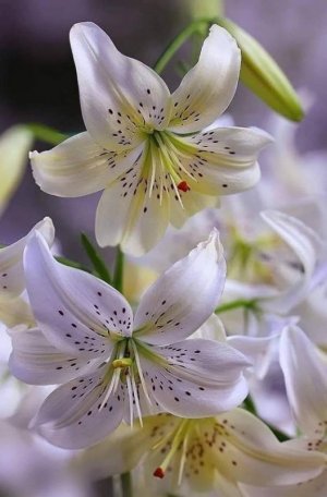 white lilies.jpg