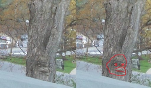 tree.jpg
