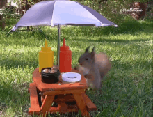 pic.gif