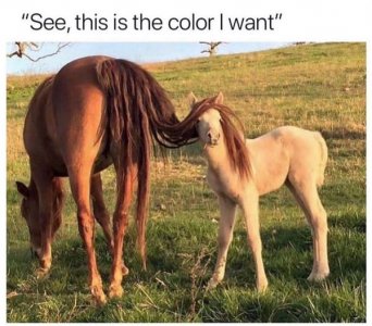 149598715_2310137365794411_1190210709715093850_n[1].jpg