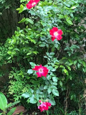 IMG_0765.jpeg