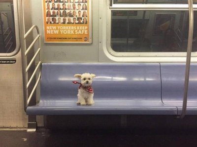 train-15446[1].jpg