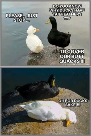 FB_IMG_16191313759204308.jpg