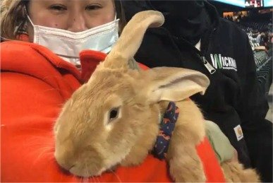 x6 bunny.jpg x6 bunny.jpg