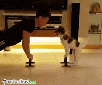 dog-exercise.gif