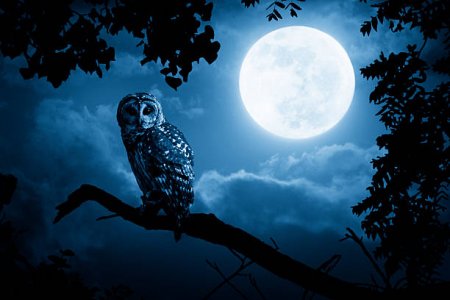 nowl.jpg