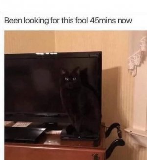 fool.jpg