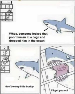shark.jpg