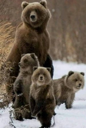 bears.jpg