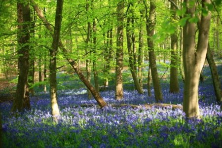 bluebells.jpg