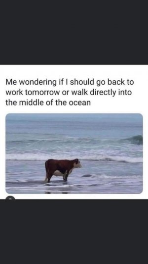 oceanwalk.jpg