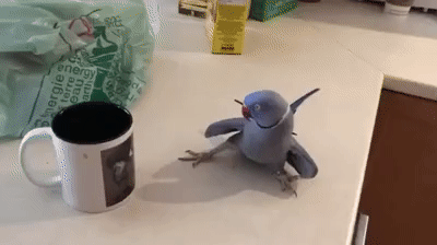 e567061598d21d157d53786e3503007e.gif