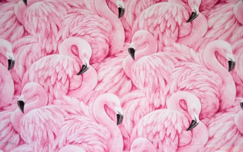 Animals-Images-Pink-Flamingo-Collection-Art-Wallpapers-HD-1440x900.jpg