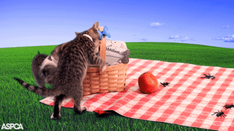 d1a8052943c44bd6576c26840e7e7f7d.gif