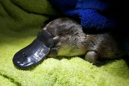platypus.jpg