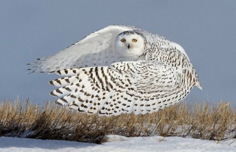 snow owl.jpg