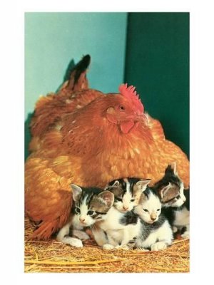 hen.jpg