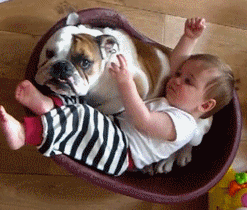 funny-animated-gif-cute-baby-and-bulldog-01.gif