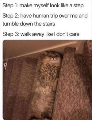 cat steps.jpg