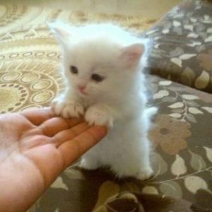 b5f6faebcc4a5fadd7888033e2a68639[1].jpg
