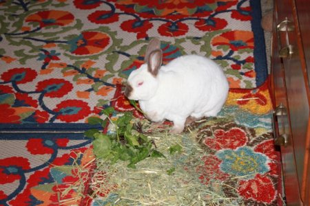 bunny_boy.JPG