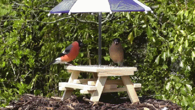 bird-picnic.gif