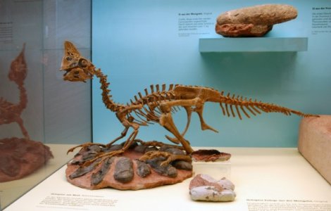 overaptor and eggs.jpg