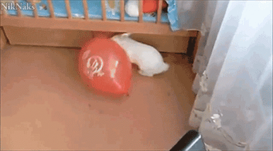 funny-animal-reaction-gifs-31.gif