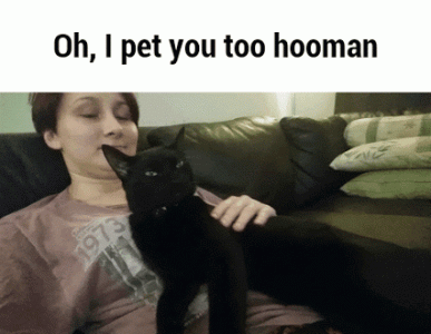 funny_cat_petting_human_gif_6722733643.gif