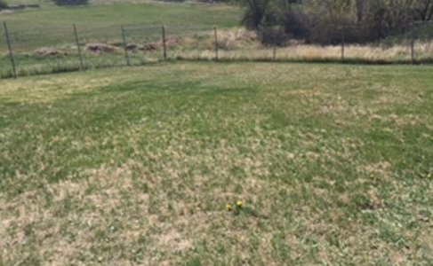 lawn expanse.jpg