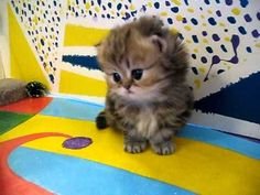 56d1e1790d547785c015c7558181bd1d[1].jpg