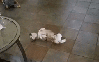 06-funny-gif-223-dog-syncronizes-scratches.gif