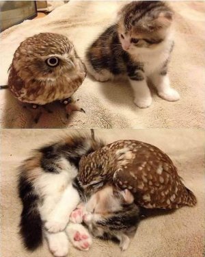 owl putty cat.jpg