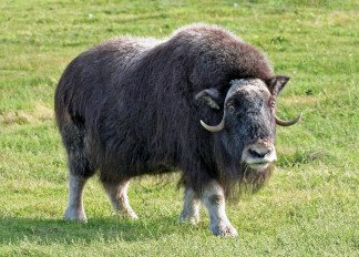 Musk-ox.jpg