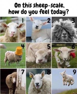 sheepscale.jpg