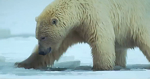 Polar10.gif