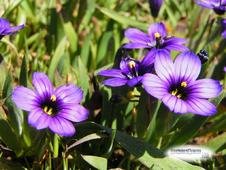 purpleweeds2.46a2b6e6205eb28d3c019a4c144aeb5174.jpg