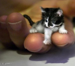 cat mr peebles.jpg
