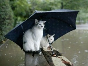 Its-raining-cats-and-dogs....jpg