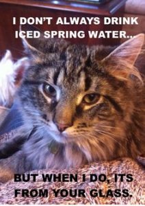 cat water.jpg