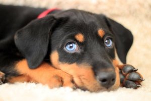 cute-puppy-blue-eyes-doberman.jpg