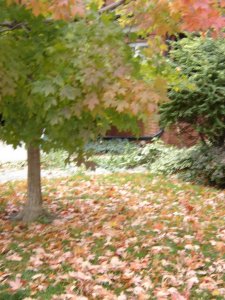 DSC00344.jpg